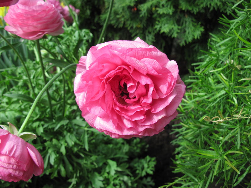 Pink Ranunculus Flower — Serene, Spring, Photograph, Green Leaves