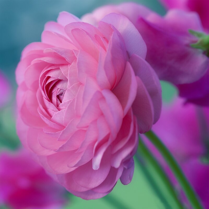 Pink Ranunculus Flower — Serene, Spring, Photograph, Petals