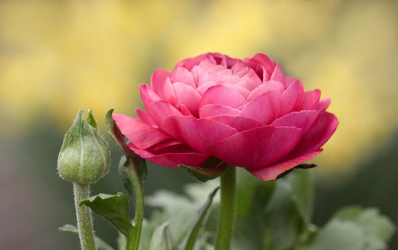 Pink Ranunculus Flower — Serene, Spring, Photograph