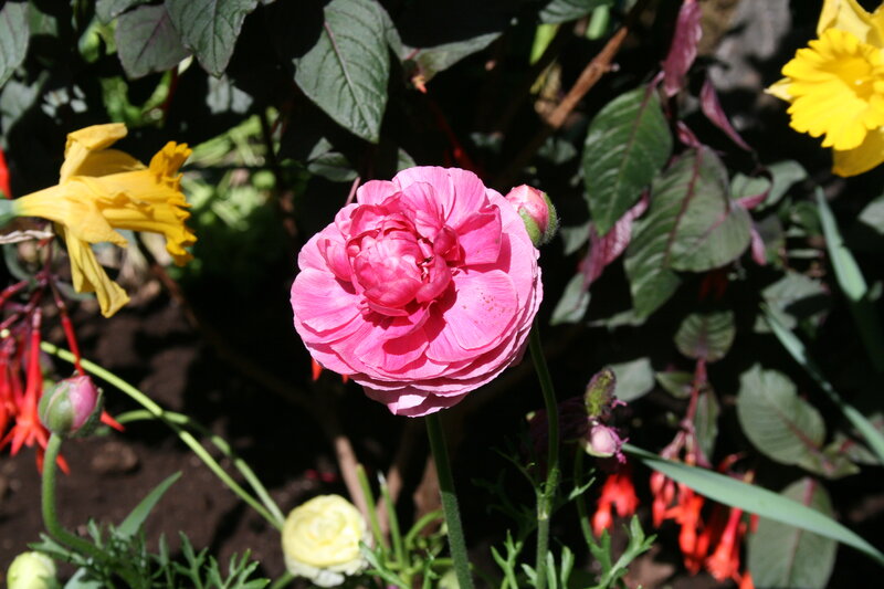 Pink Ranunculus Flower — Serene, Spring, Photograph, Yellow Daffodils