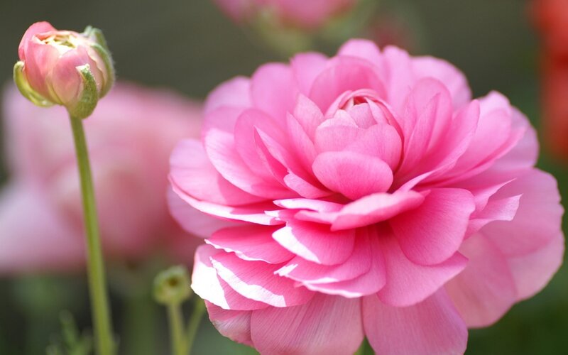Pink Ranunculus Flower — Serene, Spring