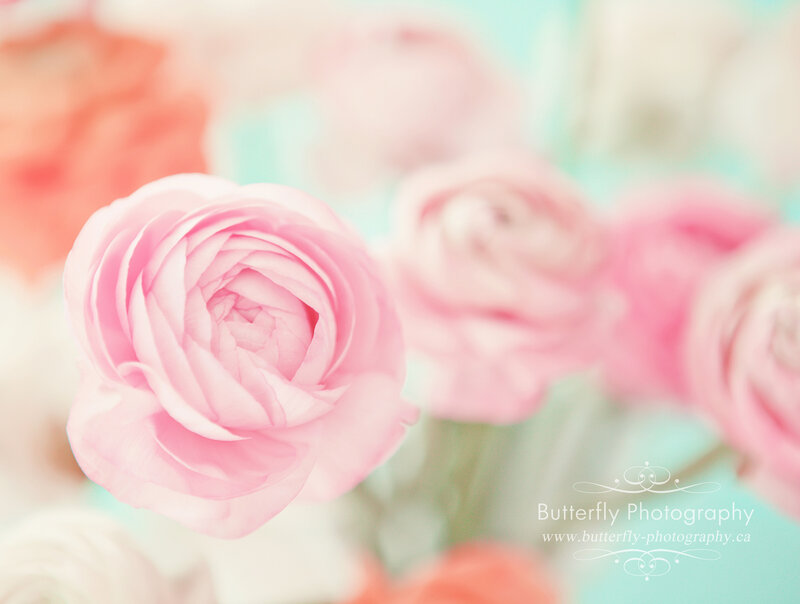 Pink Ranunculus Flower — Soft