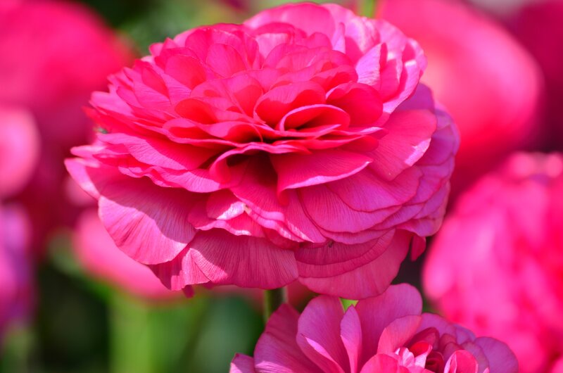 Pink Ranunculus Flower — Vibrant, Spring
