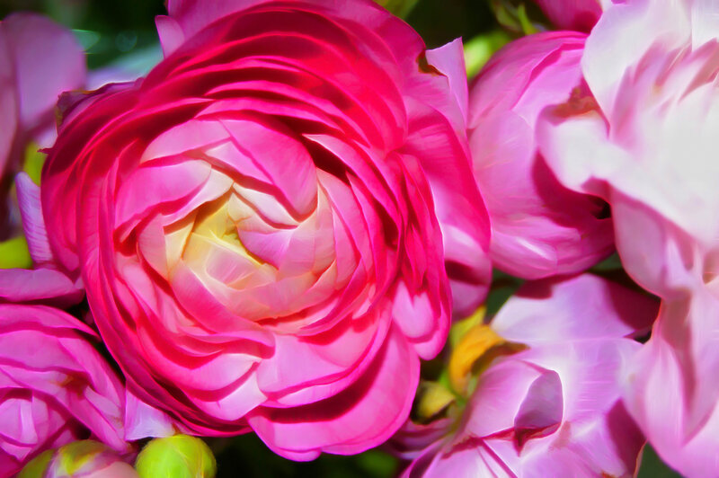Pink Ranunculus Flower — Vibrant