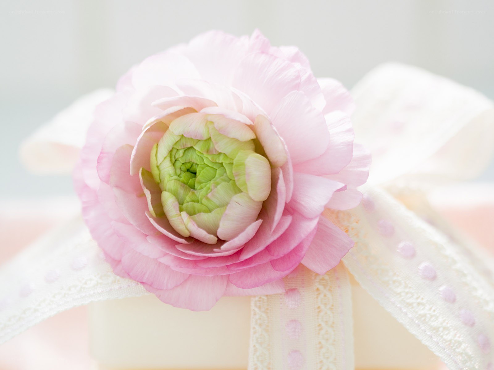 pink ranunculus flower