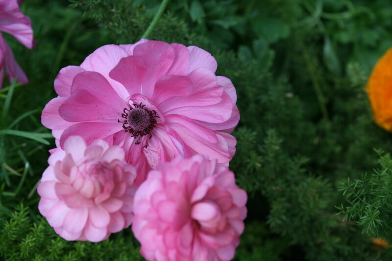 Pink Ranunculus Flowers — Calm, Afternoon, Photograph