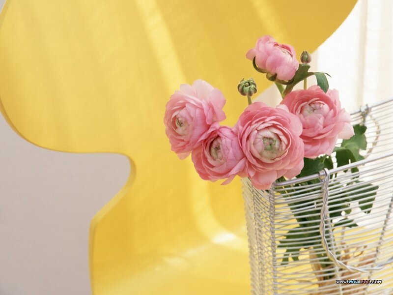 Pink Ranunculus Flowers — Calm, Afternoon