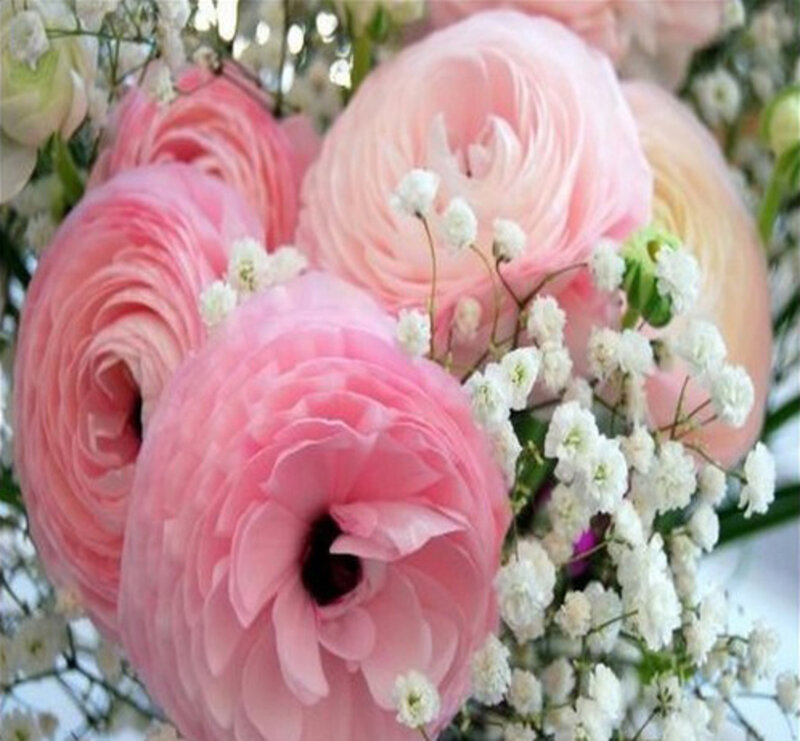 Pink Ranunculus Flowers — Calm, Photograph, Baby's Breath