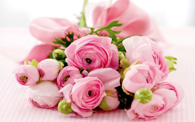 Pink Ranunculus Flowers — Calm, Photograph, Bouquet