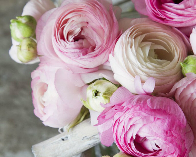 Pink Ranunculus Flowers — Calm, Photograph, Buds