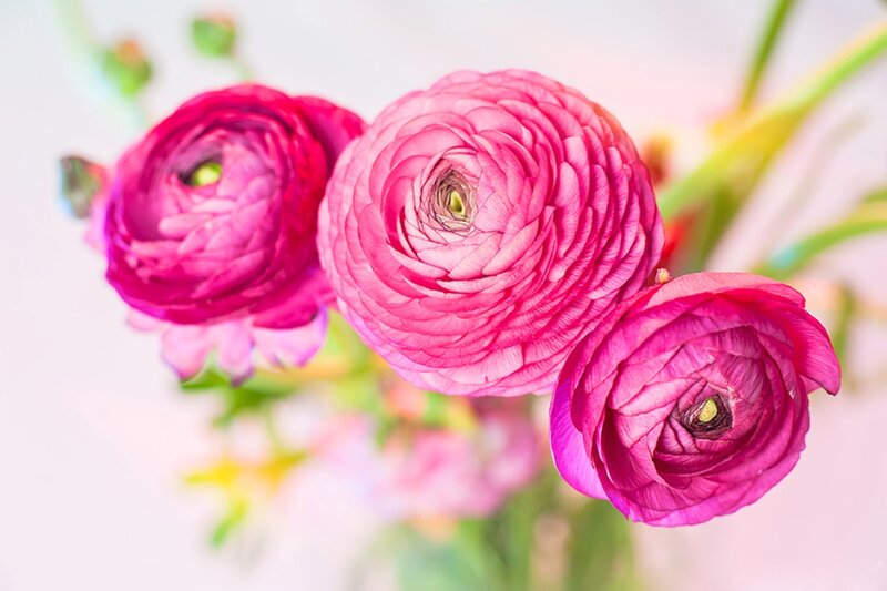 Pink Ranunculus Flowers — Calm, Photograph, Green Stems, Buds