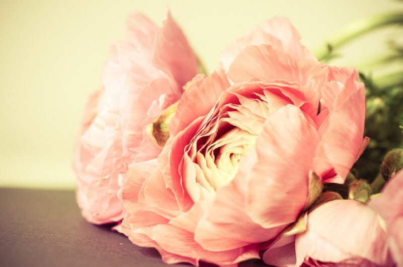 Pink Ranunculus Flowers — Calm, Photograph, Green Stems, Dark Surface