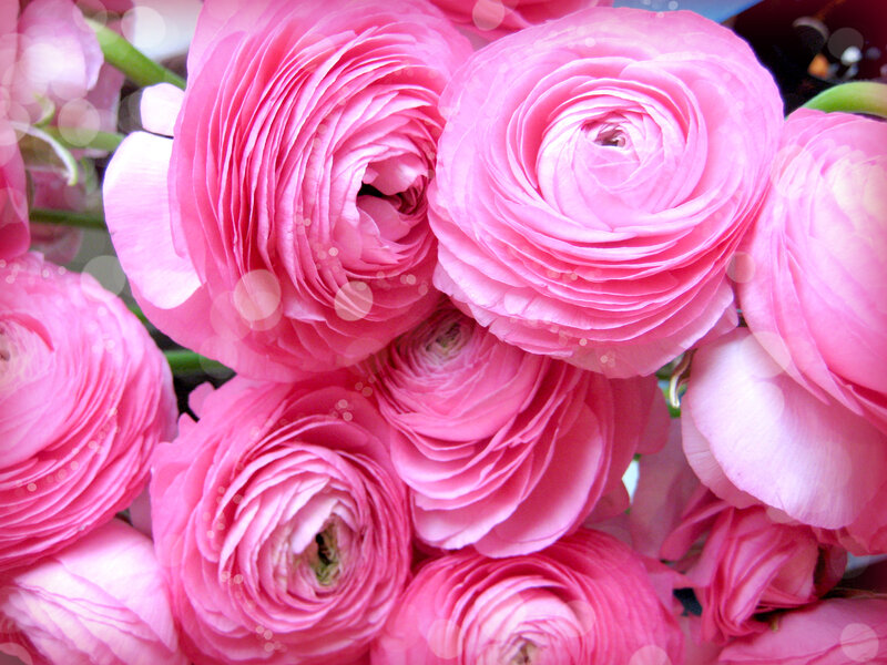 Pink Ranunculus Flowers — Calm, Photograph, Green Stems