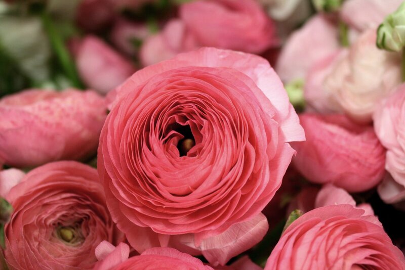 Pink Ranunculus Flowers — Calm, Photograph, Petals