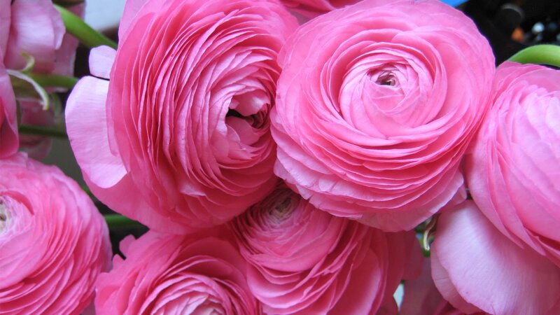 Pink Ranunculus Flowers — Calm, Photograph, Stems