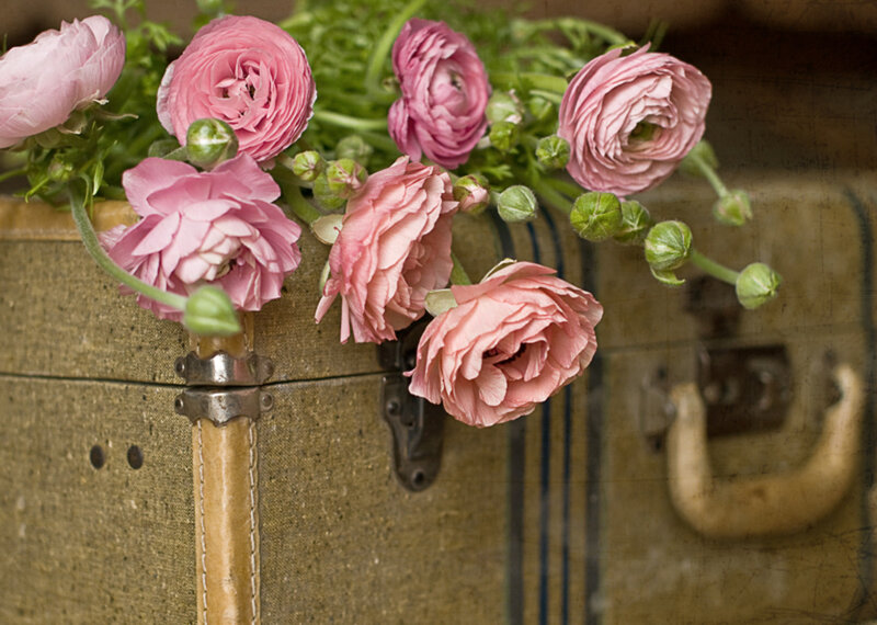 Pink Ranunculus Flowers — Calm, Photograph, Suitcase
