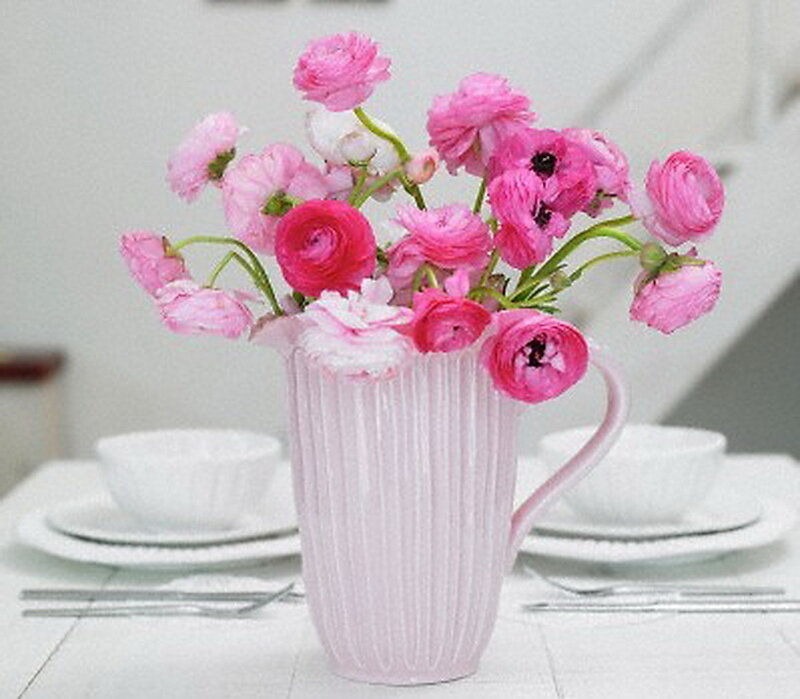 Pink Ranunculus Flowers — Calm, Photograph
