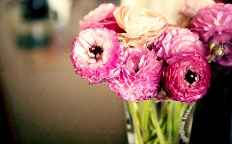 Pink Ranunculus Flowers — Calm, Photograph, Vase, Stems
