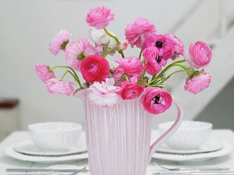 Pink Ranunculus Flowers — Calm, Photograph, Vase
