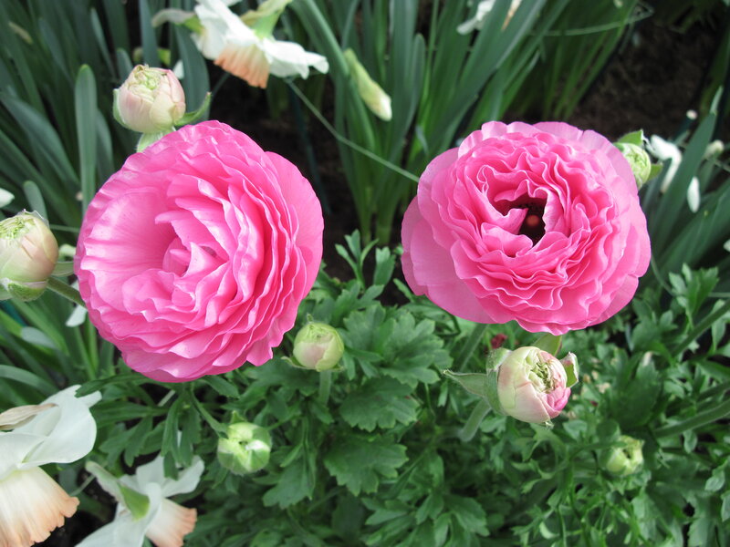 Pink Ranunculus Flowers — Calm, Spring, Photograph, Buds