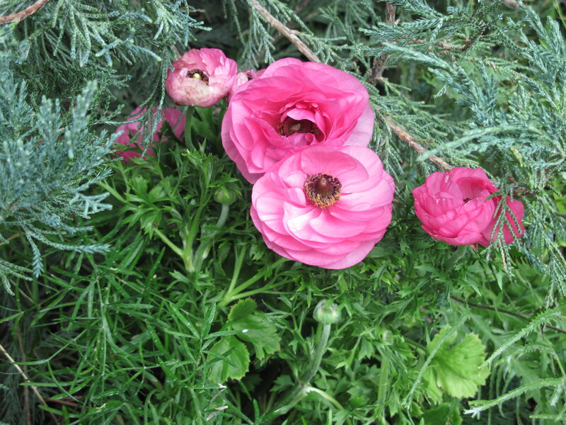 Pink Ranunculus Flowers — Calm, Spring, Photograph, Green Foliage