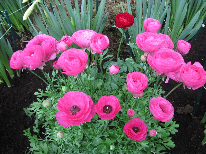 Pink Ranunculus Flowers — Calm, Spring, Photograph, Green Leaves, Flower Buds