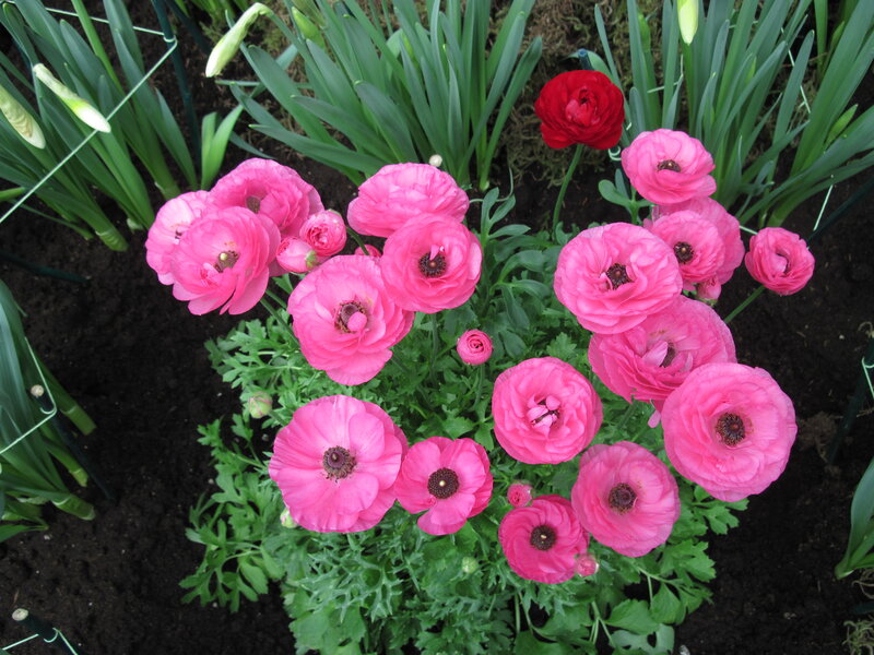 Pink Ranunculus Flowers — Calm, Spring, Photograph, Green Leaves, Red Flower