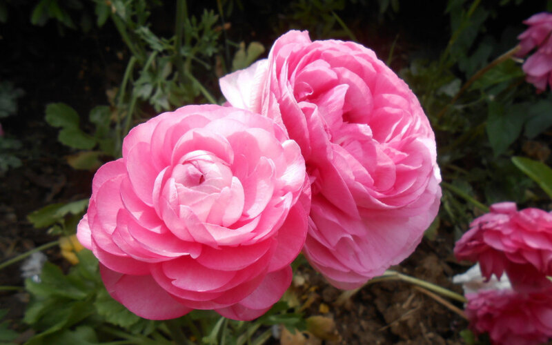 Pink Ranunculus Flowers — Calm, Spring, Photograph, Leaves