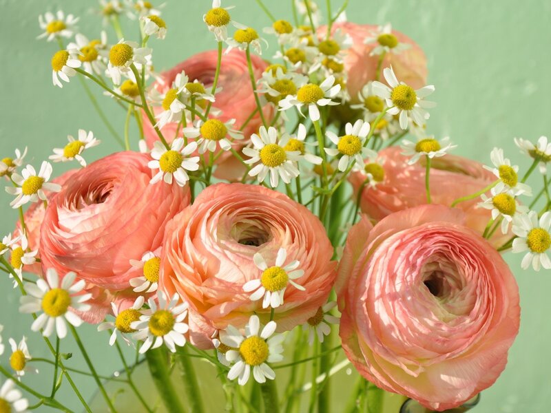 Pink Ranunculus Flowers — Calm, Spring, Photograph