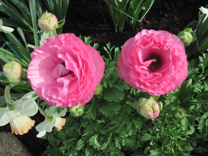 Pink Ranunculus Flowers — Calm, Spring, Photograph, White Daffodils