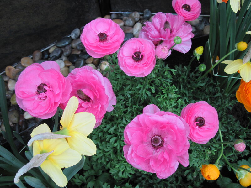 Pink Ranunculus Flowers — Calm, Spring, Photograph, Yellow Daffodils