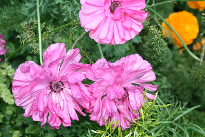 Pink Ranunculus Flowers — Calm, Summer