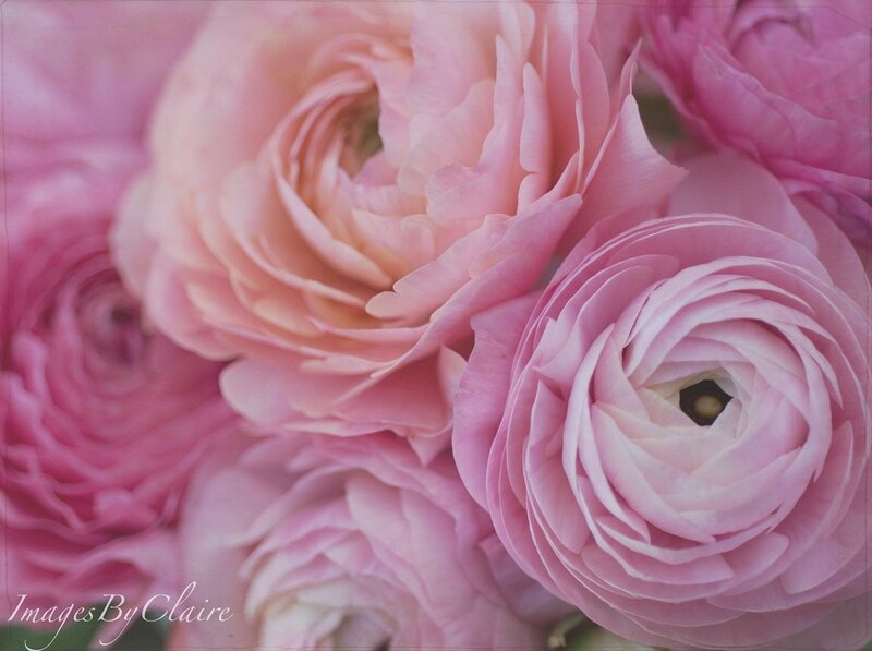 Pink Ranunculus Flowers — Calm