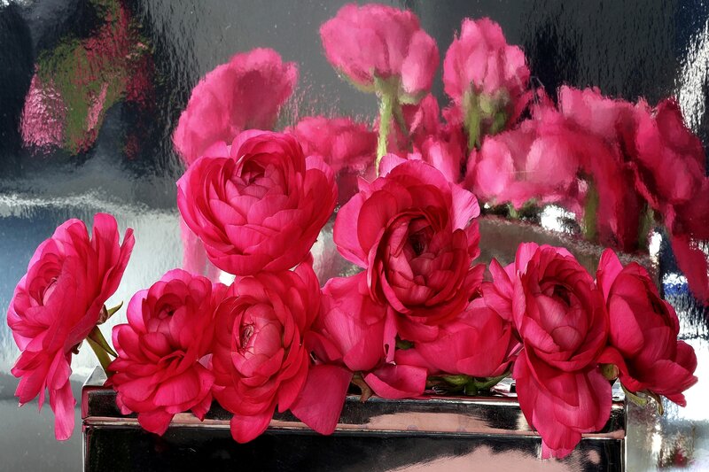 Pink Ranunculus Flowers — Dramatic