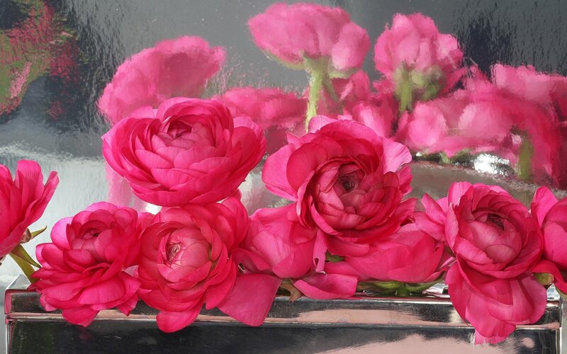 Pink ranunculus flowers in a vase
