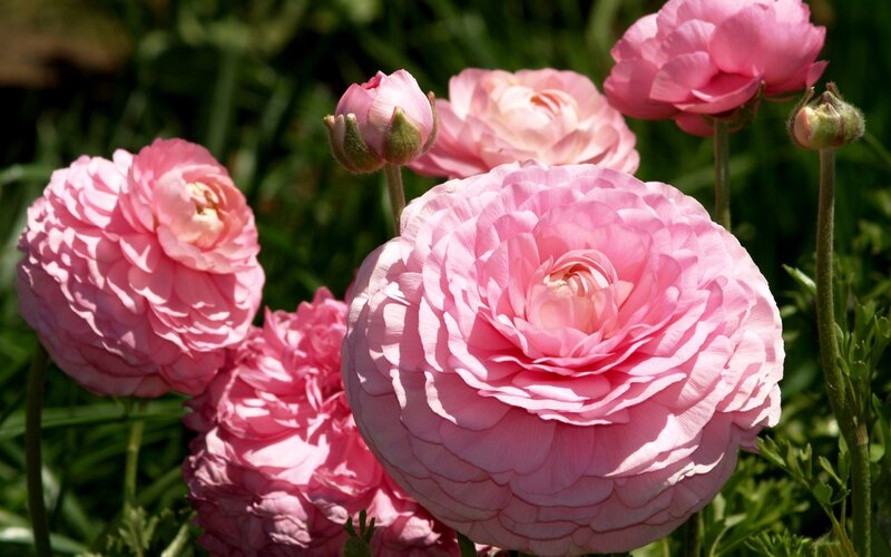 Pink ranunculus flowers in garden