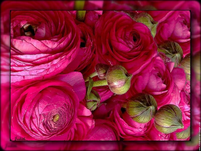 Pink Ranunculus Flowers — Magenta