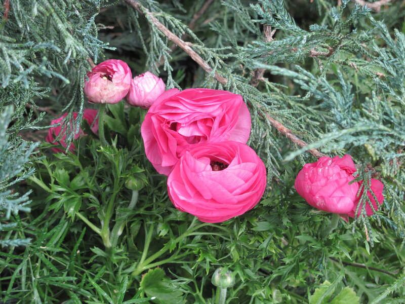 Pink Ranunculus Flowers — Natural