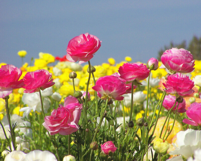 Pink Ranunculus Flowers — Serene, Afternoon, Photograph