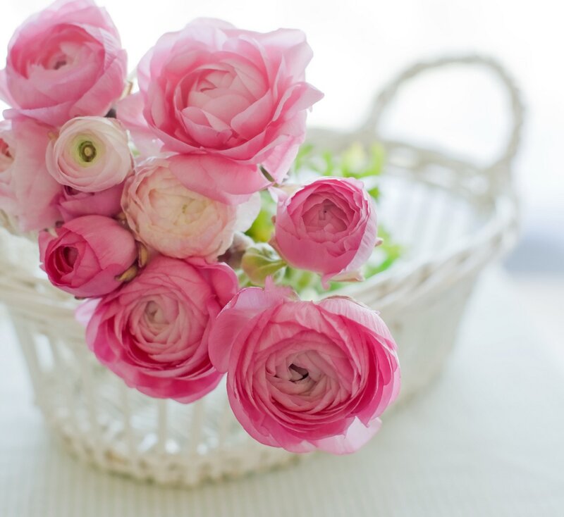 Pink Ranunculus Flowers — Serene, Morning, Photograph, Basket