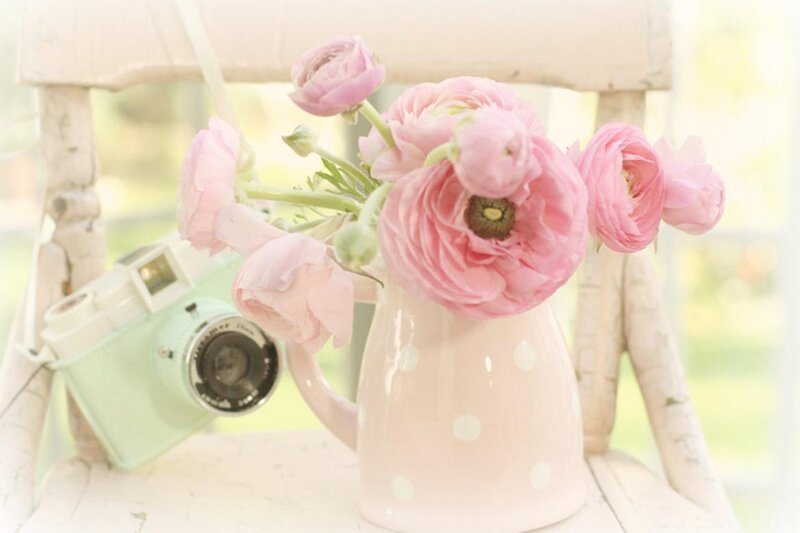 Pink Ranunculus Flowers — Serene, Morning, Photograph, Camera