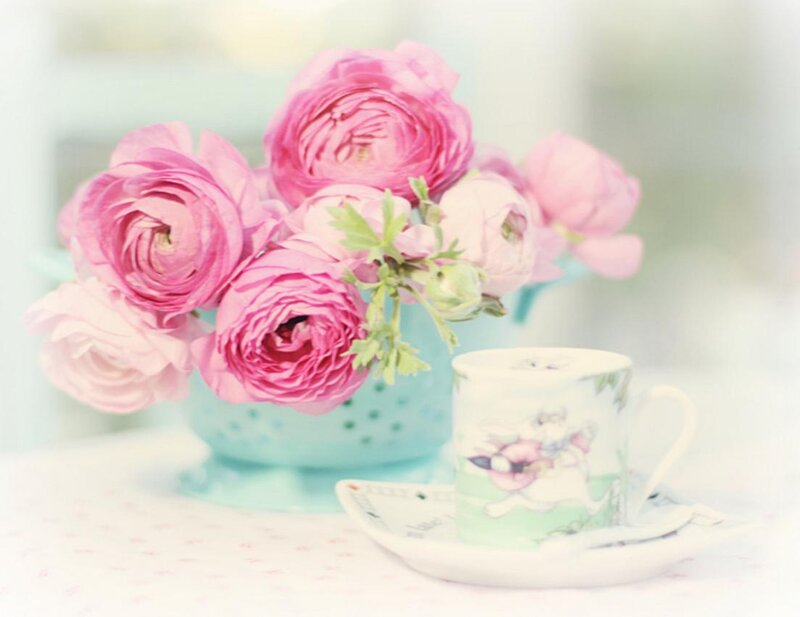 Pink Ranunculus Flowers — Serene, Morning, Photograph, Teacup