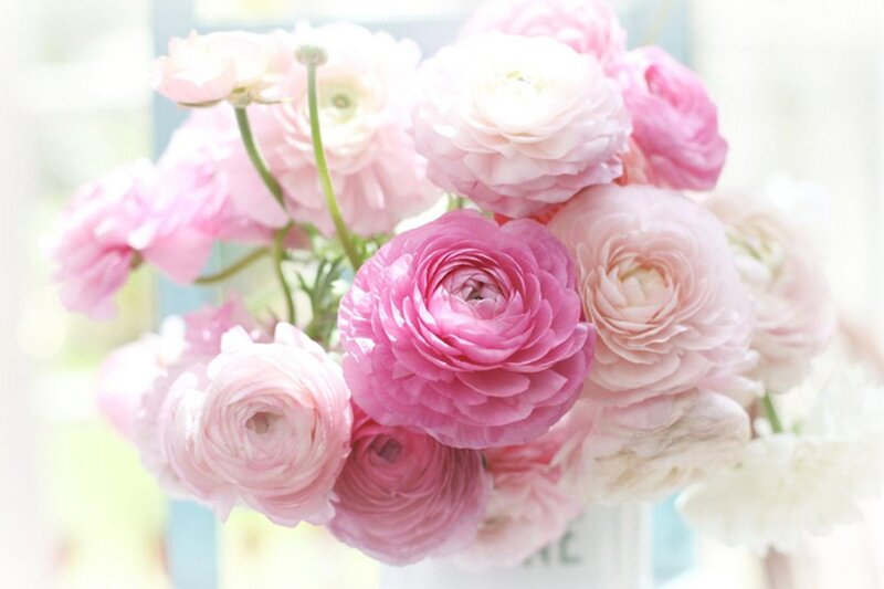 Pink Ranunculus Flowers — Serene, Morning, Photograph, Vase