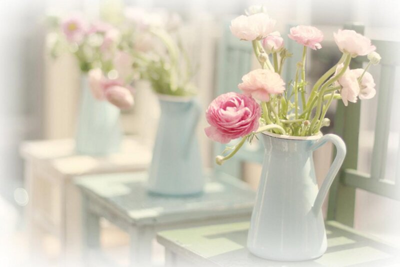 Pink Ranunculus Flowers — Serene, Morning