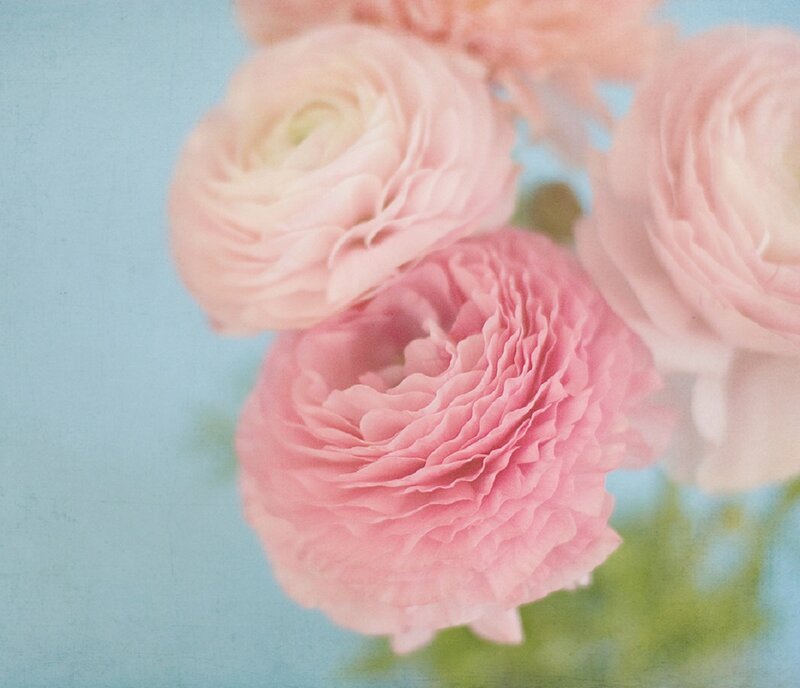 Pink Ranunculus Flowers — Serene, Photograph, Blue Background