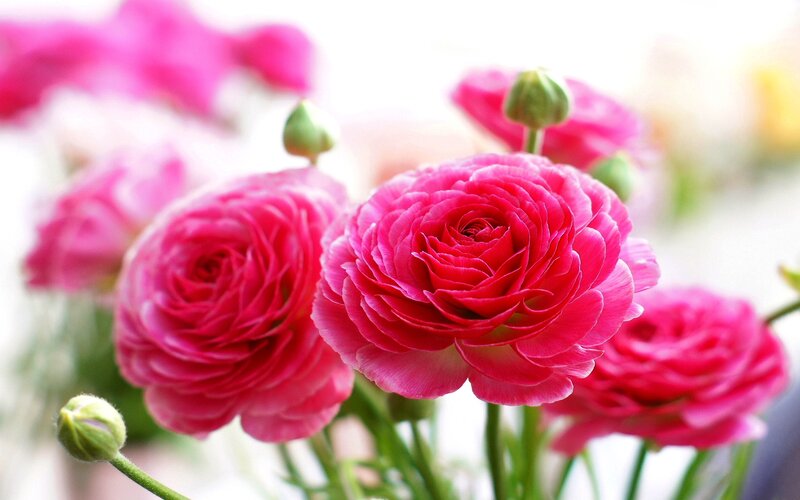Pink Ranunculus Flowers — Serene, Photograph, Buds