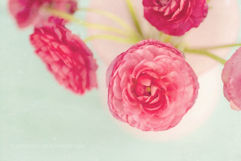 Pink Ranunculus Flowers — Serene, Photograph, Stems