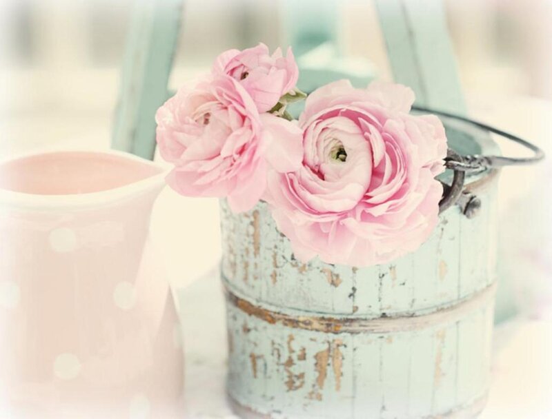 Pink Ranunculus Flowers — Serene, Photograph, Vase, Pitcher