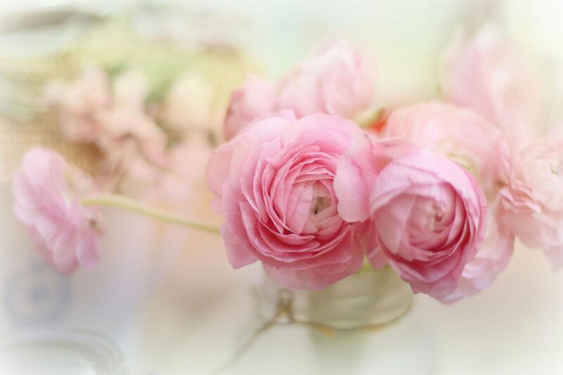 Pink Ranunculus Flowers — Serene, Photograph, Vase, Stem