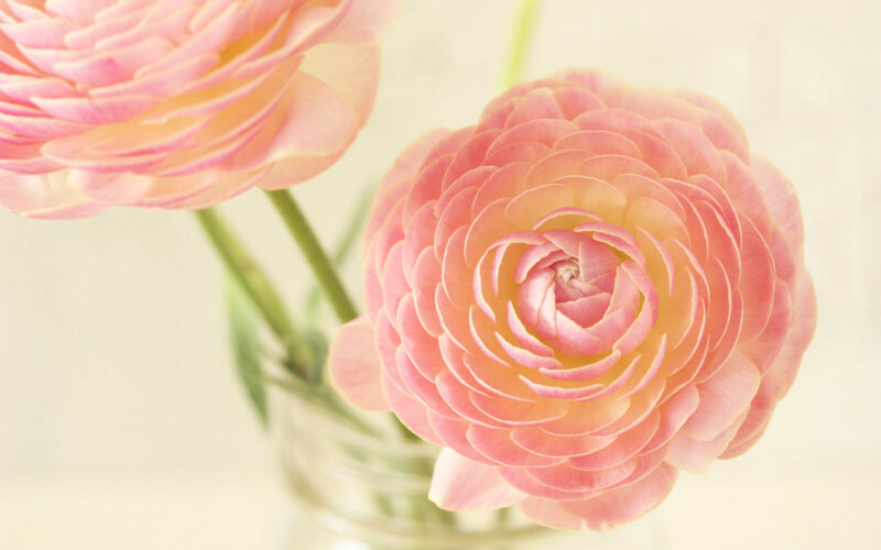 Pink Ranunculus Flowers — Serene, Photograph, Vase, Stems